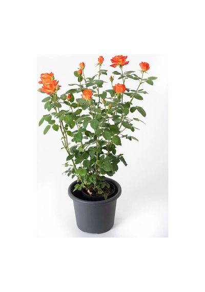 Yediveren Turuncu Renk Gül Fidanı 1 Adet Saksılı 30-60cm Orange Rose