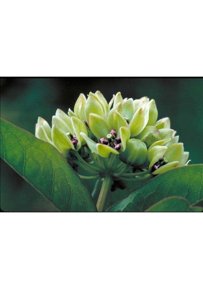10 Adet Antelope Horn Milkweed Tohumu