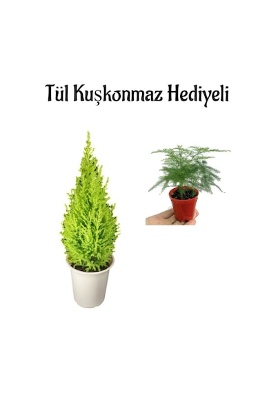 Limon Kokulu Salon Limon Çamı Sevgililer Gününe Özel Tül Kuşkonmaz
