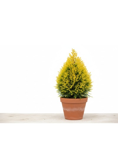 Platycladus Orientalis Nana Aurea - Altın Sarısı Cüce Mazı