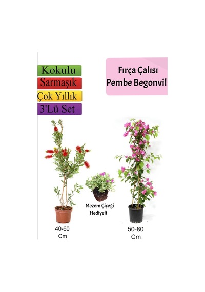 Fırça Çalısı+ Pembe Begonvil+ Mezem Çiçeği Hediyeli