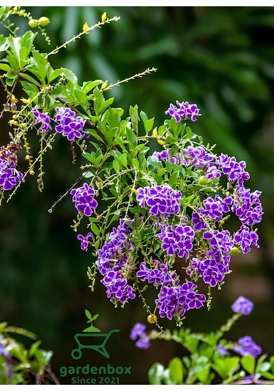 Mor Ağaç Menekşesi Duranda 1 Adet Saksılı 40-60cm Purple Duranta