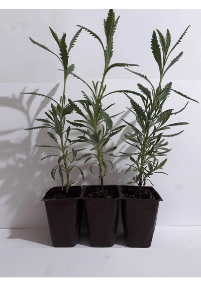 Fide Sepeti Lavanta Fidesi (3Lü Ambalaj) 334695009