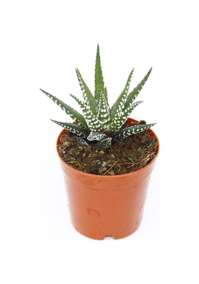 Zebra Kaktüs 20 Adet - Haworthia Fasciata
