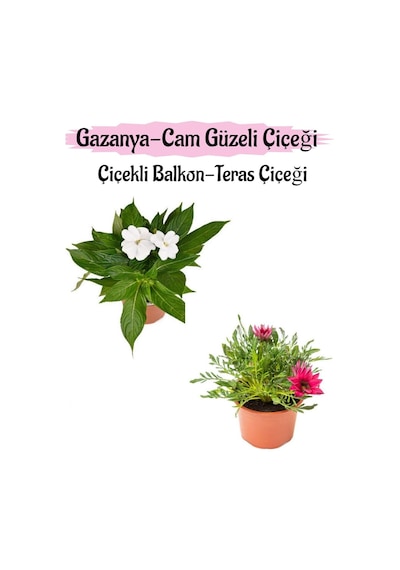 Beyaz Renk Cam Güzeli 1 Adet+ Pembe Gazanya Çiçeği 1 Adet Saksılı 10-20cm