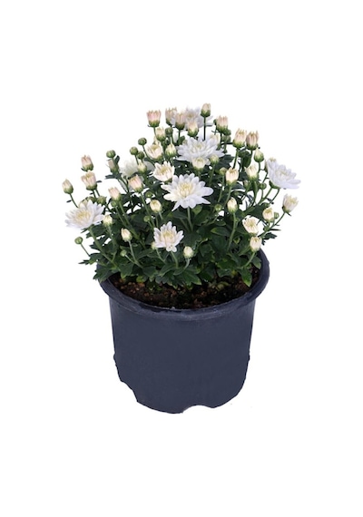 Beyaz Renk Kasımpatı 10-20 Cm Saksılı Salon Çiçeği
