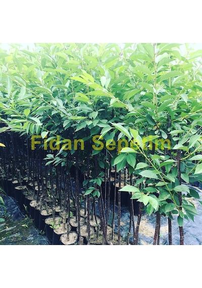 3 Yaş Kütahya Vişne Fidanı Yarı Bodur