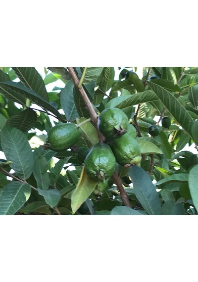 3 Yaşında Tüplü Fidan Guava Fidanı