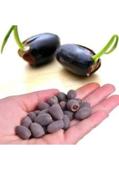 10 Adet Tohum Nadir Kutsal Lotus Çiçeği Tohumu Hediye Tohumlu