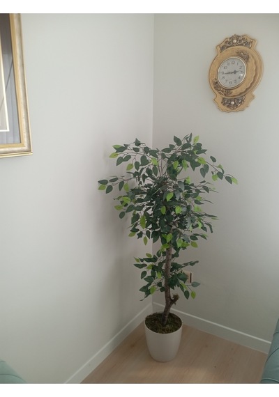 Soft Natura Ficus Benjamin Ağacı 140 Cm Bej Saksıda Doğal Görünümlü Dekoratif Yapay Ağaç