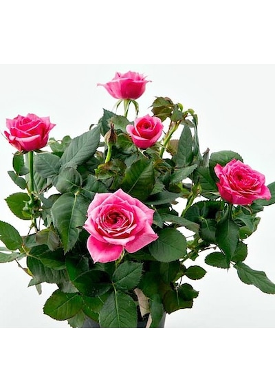 Mini Gül Minyatür Saksı Gülü Pembe 3 Adet