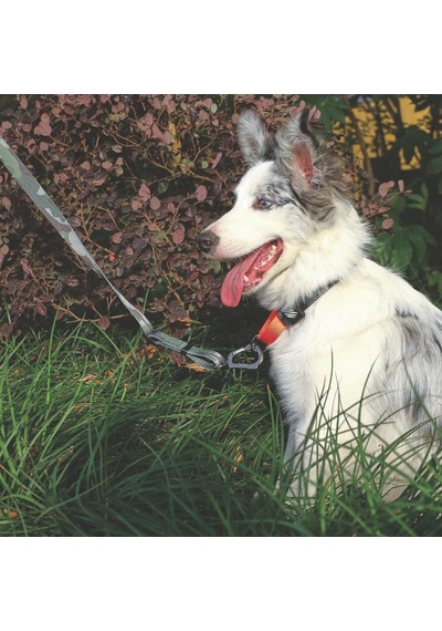 M-pets Wıld Jungle Collar M Genel