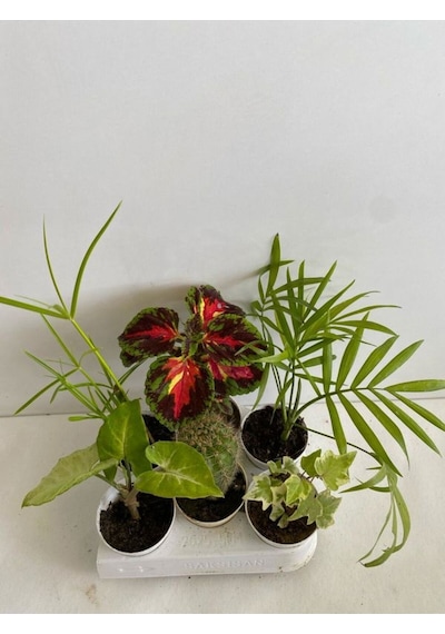 6'lı Bitki Seti Melek Kanadı+japon Şemsiyesi+kaktüs+yaprak Güzeli+hedera+areka