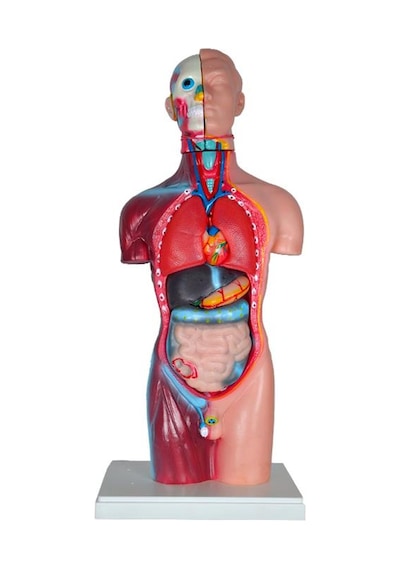 Temel Büyük İnsan Vücudu Modeli 45 Cm
