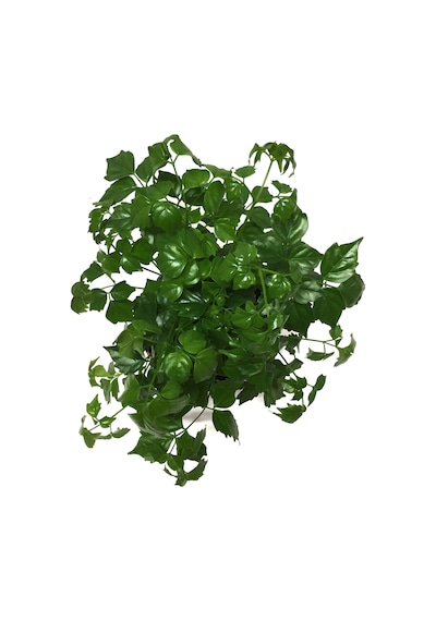 Radermachera Sinica (Çin Bebeği Bitkisi) Ø12 CM H20-25 CM