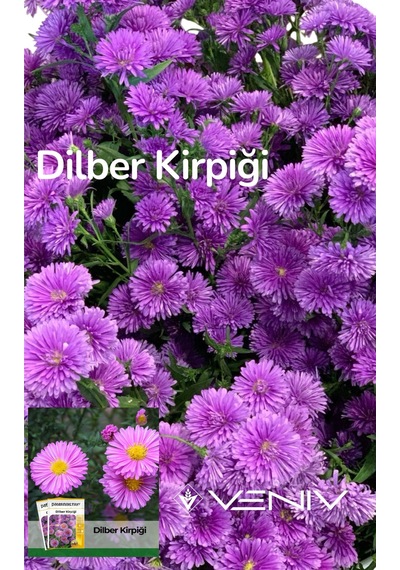 100 Adet Dilber Kirpiği Aster Tohumu- 2 Paket 2