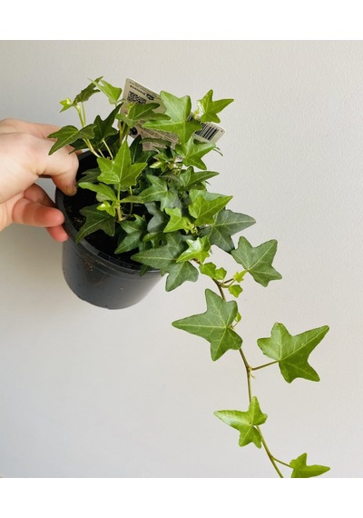 Mini Hedera Salon Sarmaşığı- (Hedera Helix Green) 3 Adet Saksıda