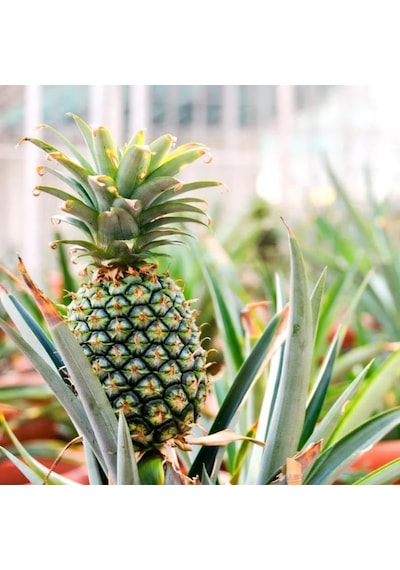 2 Li Ananas Fidanı Seti - Evde Saksıda Meyve Veren Tropikal Ananas Fidesi 30-50 Cm