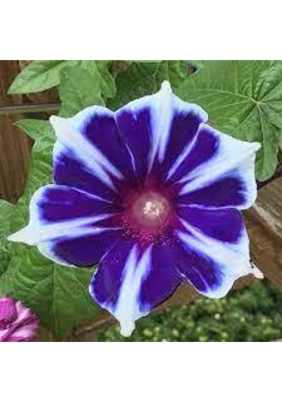 10 Adet Tohum Ipomea Purpurea Çiçeği Tohumu