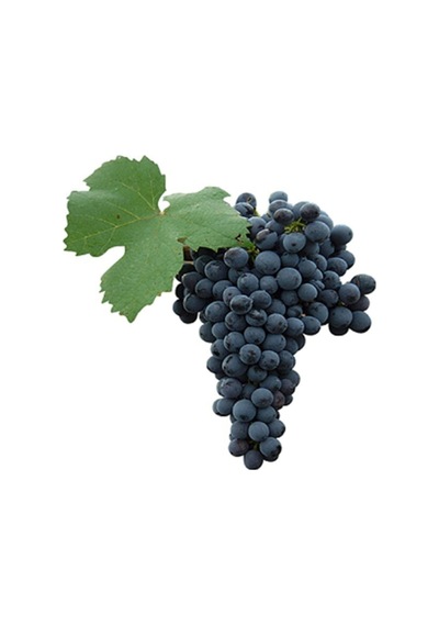 Videolu Lezzetli Üzüm Asması Fidanı 30-60 Cm Tüplü Çiçekli Bodur Bitkiler "grapevine"