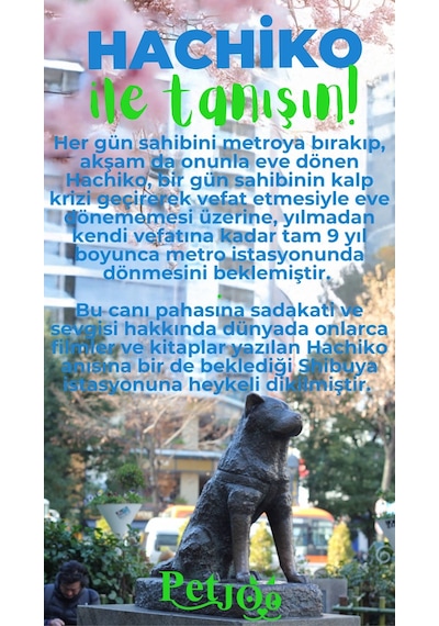 Petjoo 19.Hachiko Yeşil-Mavi Qr'lı Köpek Künyesi