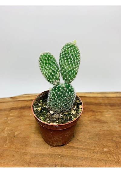 Opuntia Microdasys Tavşan Kaktüs