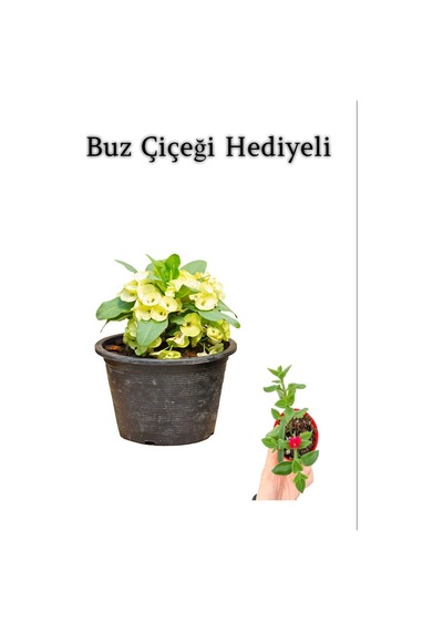 Sarı Çiçekli Milli Dikenler Tacı Kaktüs Sevgililer Gününe Özel Buz Çiçeği Hediyeli