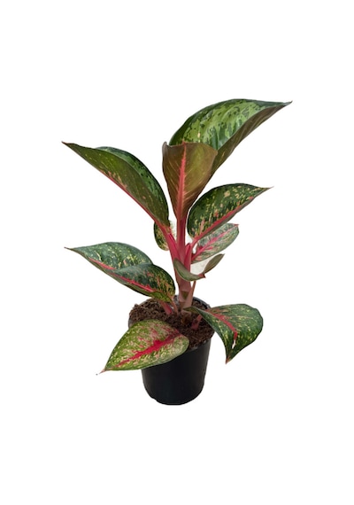 Aglaonema 'Dark Pink Star' (Çin Herdemyeşili) Ø12 CM Y25-30 CM