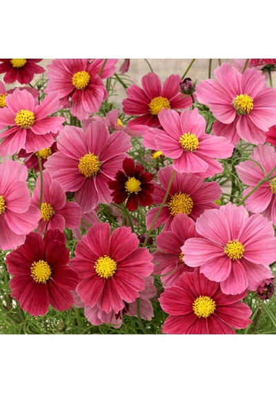 Cosmos Bipinnatus 'Antiquity' Çiçek Tohumu