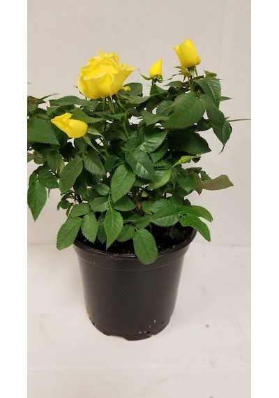 Mini Gül Sevgililer Günü Ve Özel Gün Hediyesi Sarı