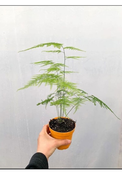 4'lü Bahçe Seti Itır+ Tül+ Kurdele+ Buz Çiçeği 5-25 Cm Saksılı Dış Mekan Bitkileri