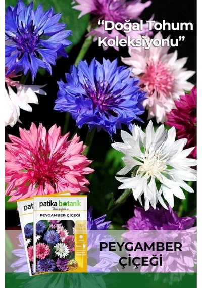 50 Adet Peygamber Çiçeği Tohumu (Centaurea)