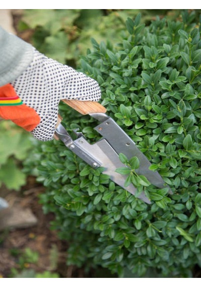 Videolu Çalı Şimşir Peyzaj Bitkisi 30 40cm 1 Adet Saksılı Dış Mekan Buxus Sempervirens