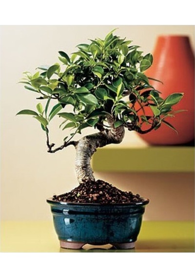 Bodur Bonsai Defne Ağacı Tohumu Akdeniz Defnesi Tohumu Ekim Seti 3 Adet Tohum + Toprak + Saksı