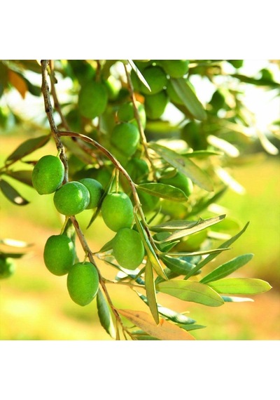 Tüplü Gemlik Tirilye Zeytin Fidanı