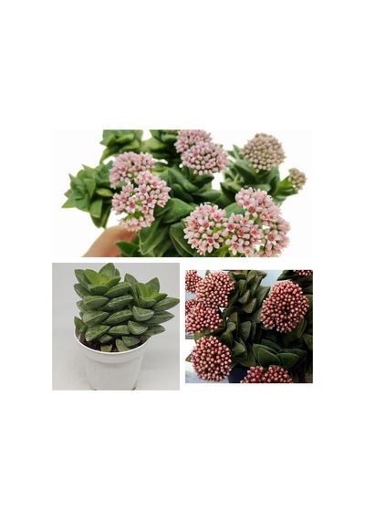 Crassula Springtime Katmer Çiçekli Sukulent 5.5cm Saksıda