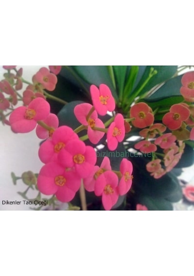 Pembe 1. Kalite Dolgun Dikenler Tacı Euphorbia