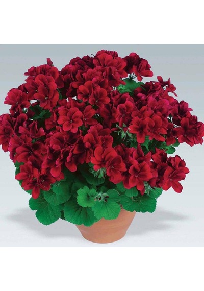 Serada Decor Plant Bordo Sakız Sardunya Çiçeği Saksılı