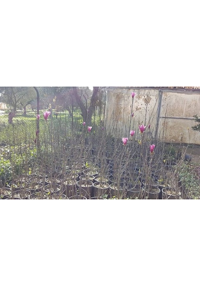 Saray Lalesi Yaprak Döken Manolya 130-150 Cm. 24cm. Çapında S...