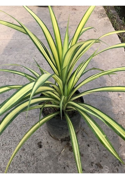 Chlorophytum Comosum Kurdele Çiçeği 1 Adet Saksılı 20-40cm