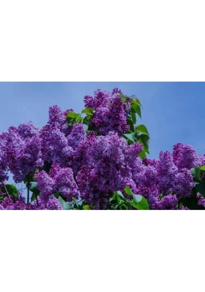 Leylak Fidanı Çiçeği Kokulu 30-50 Cm