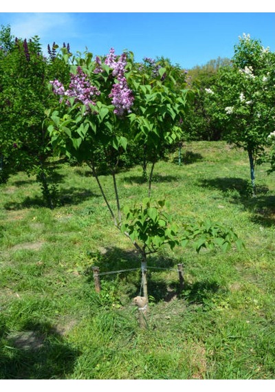 Mor Renkli Leylak Fidani 50 -60 Cm 1 Adet Tüplü/saksılı Dış Mekan Bitkisi Syringa