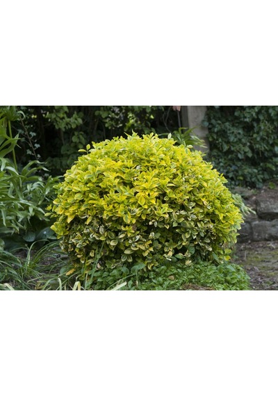 Gold Taflan Fidanı 20-40 Cm altuni Taflan Euonymus Japonica
