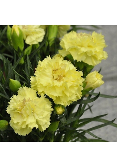 Videolu Kokulu Sarı Karanfil Çiçeği Fidanı 4 Adet Saksılı 30-50cm Salon Bitkisi Carnation Flower Diğer