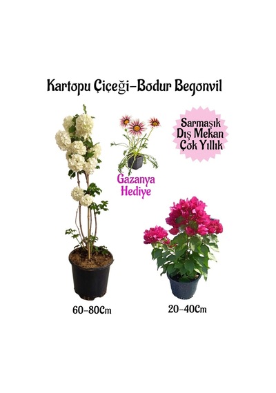 Kartopu Çiçeği 1 Adet+pembe Bodur Begonvil 1adet+pembe Gazanya Saksılı Bahçe Seti
