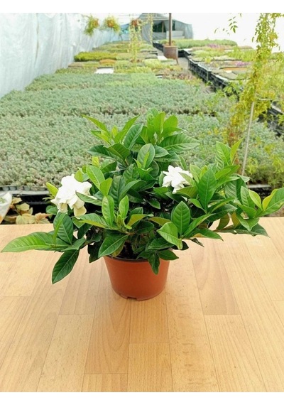 Gardenya Çiçeği Kokulu Ve Formlu Gardenia Jasminoides 10-20 Cm