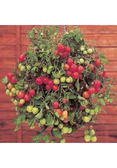 20+ Alman Gartenperle Sarkan Domates Tohumu N111235