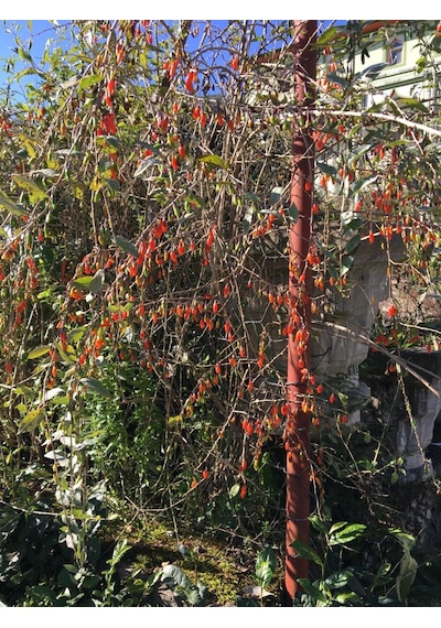 Kırmızı Goji Berry Fidanı Nq1 Kurt Üzümü 120 150 Cm Arası 5 Yaş