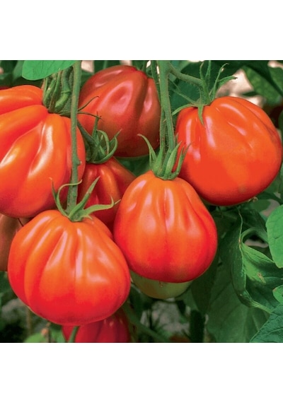 Rote Pear Armut Domates Tohumu 15 Tohum