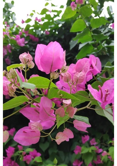 Begonvil Çiçeği Bitkisi Pembe Bougainvillea